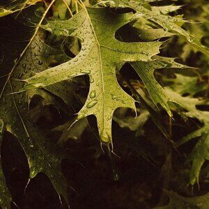 Meet your Posher, Rayvin